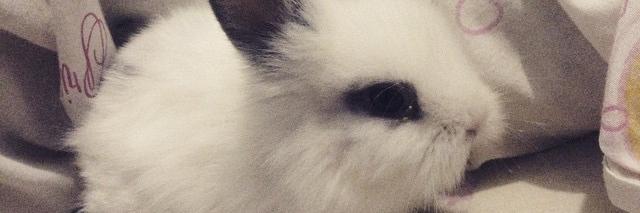 hilleves's profile banner image