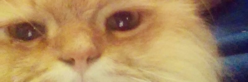 xeskito gomez SVQ banner