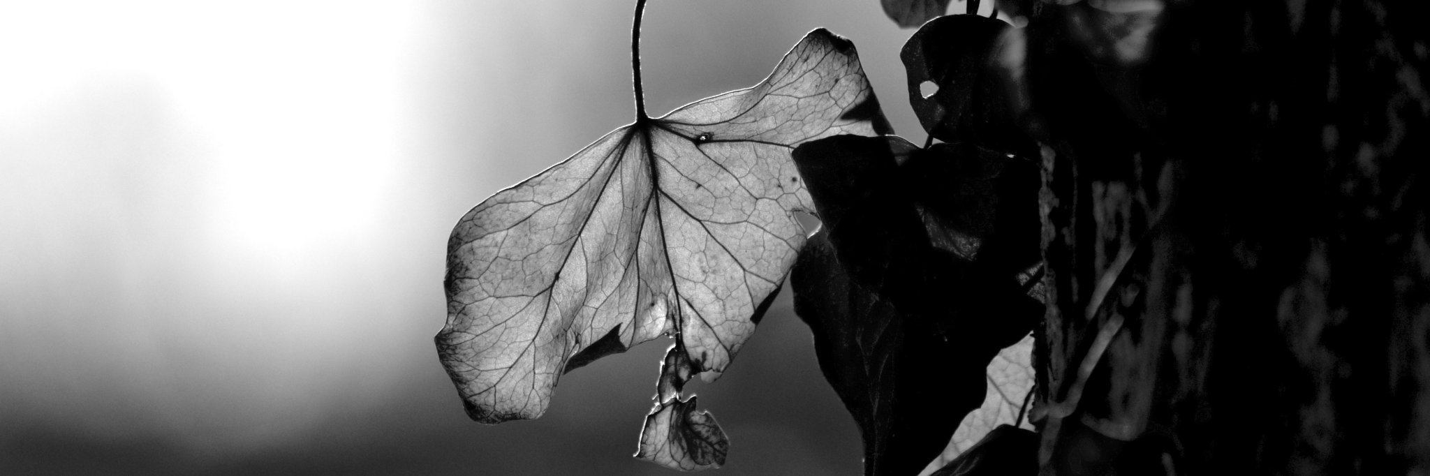 rootXero's profile banner image