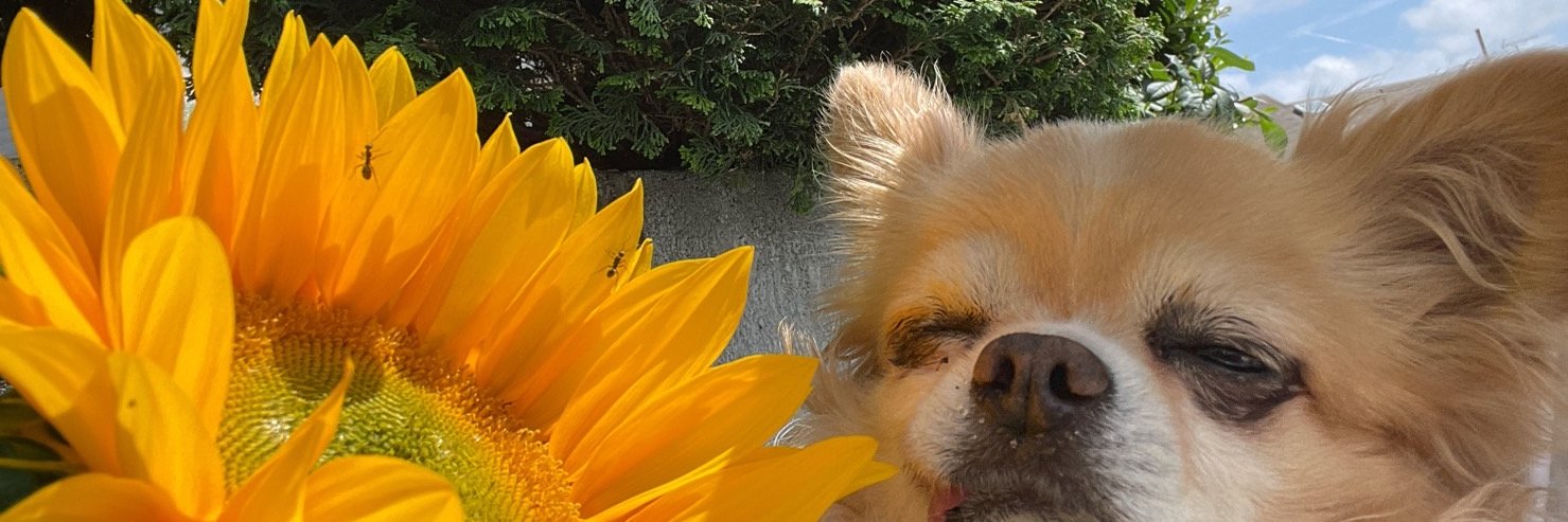 ちんきゅー banner