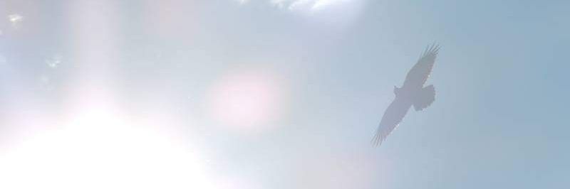 NFTMihai's profile banner image