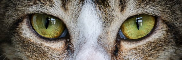 sachinjos Profile Banner