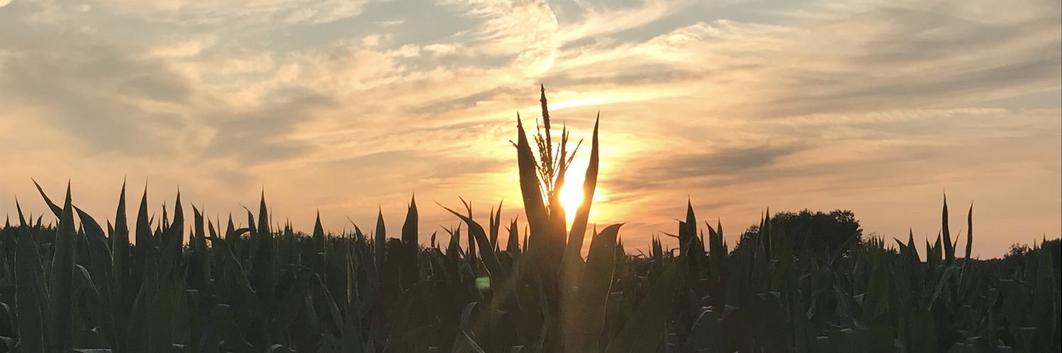 MorganSohne's profile banner image