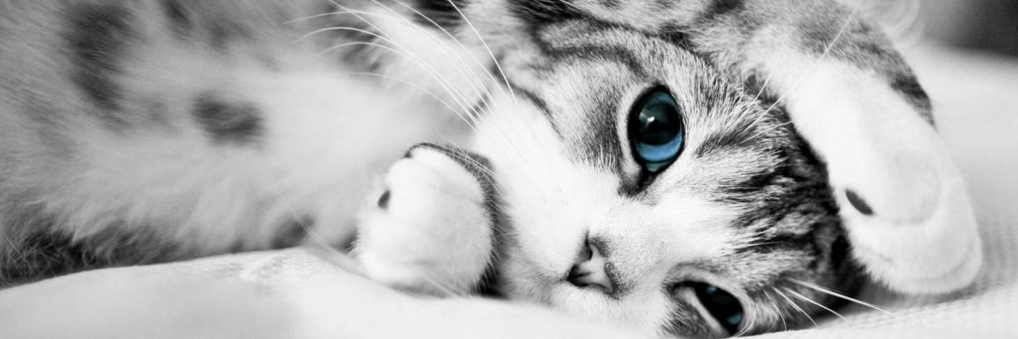 MountanDewLover's profile banner image