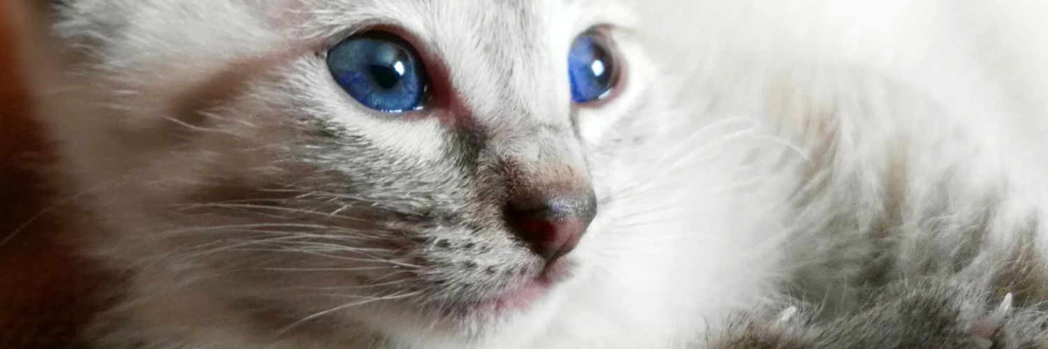 DearSaan's profile banner image