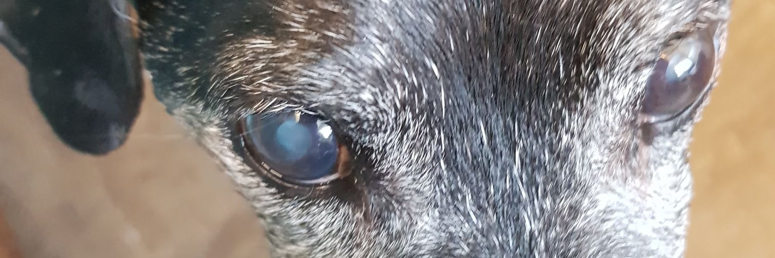 wolfieritchie's profile banner image