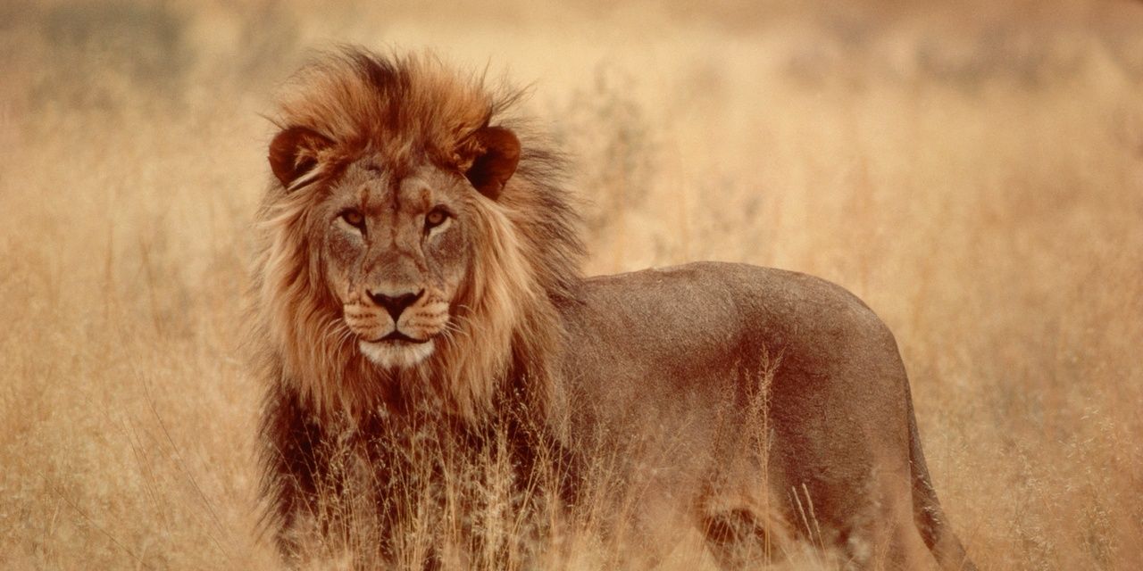 Signo_Leo's profile banner image
