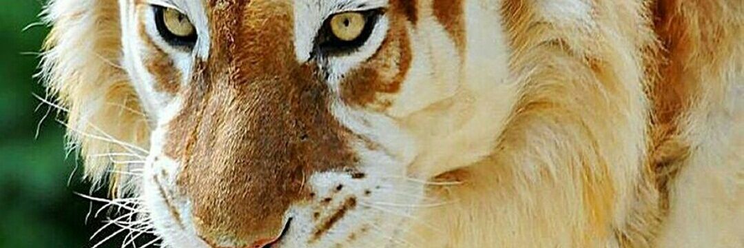 chovatiyaharsh's profile banner image