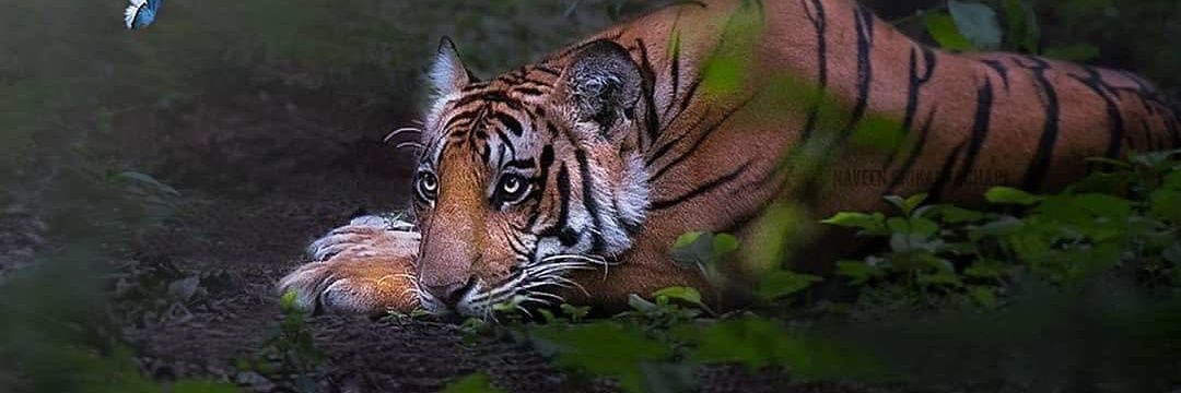 kanagal's profile banner image