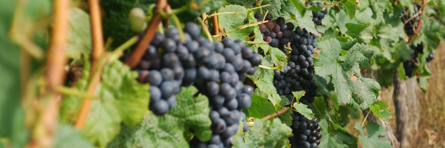 Blaye Bourg Terres d'Estuaire banner