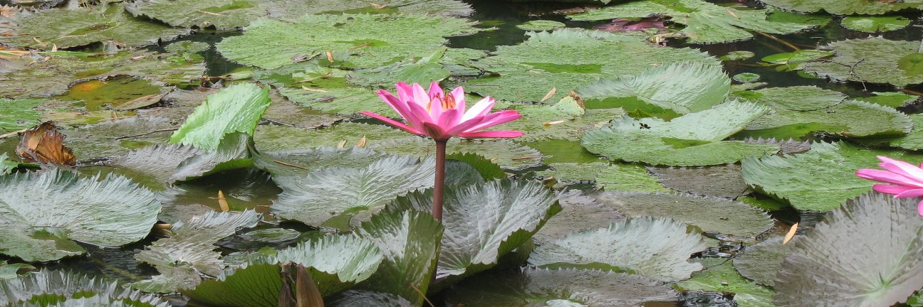 Ashtanga Yoga Shala banner