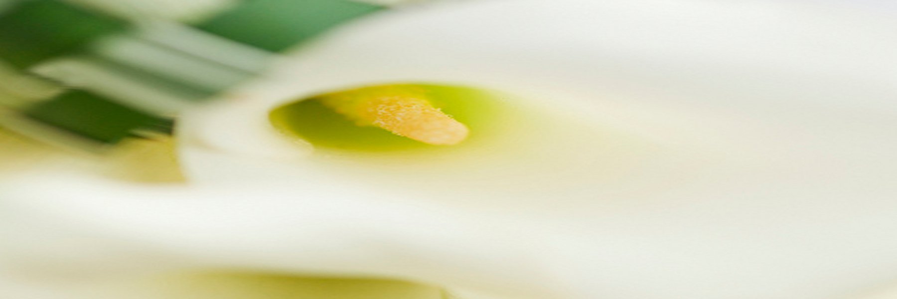 nixflowers's profile banner image