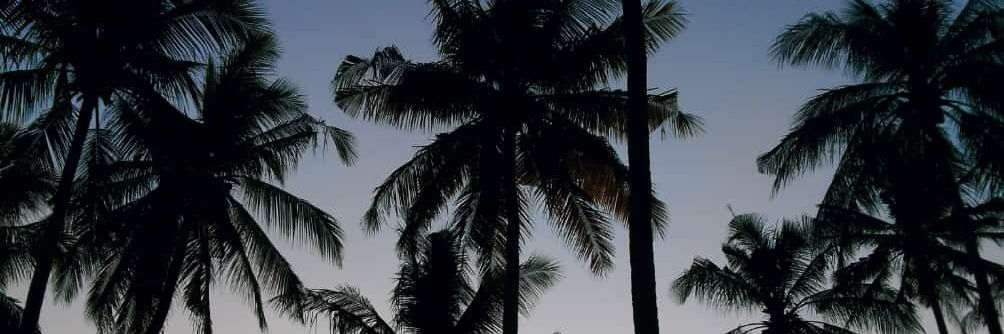 yllwrnbww's profile banner image