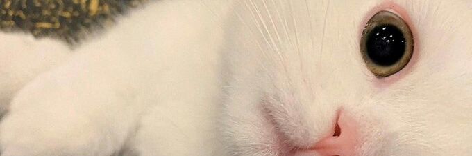 nella_listi01's profile banner image