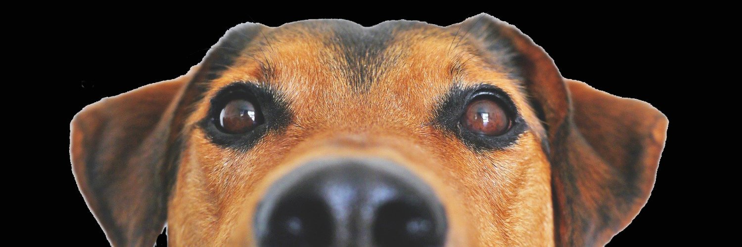 bloggingvet's profile banner image