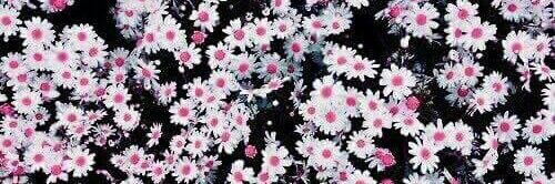 Areej_Alothmani's profile banner image