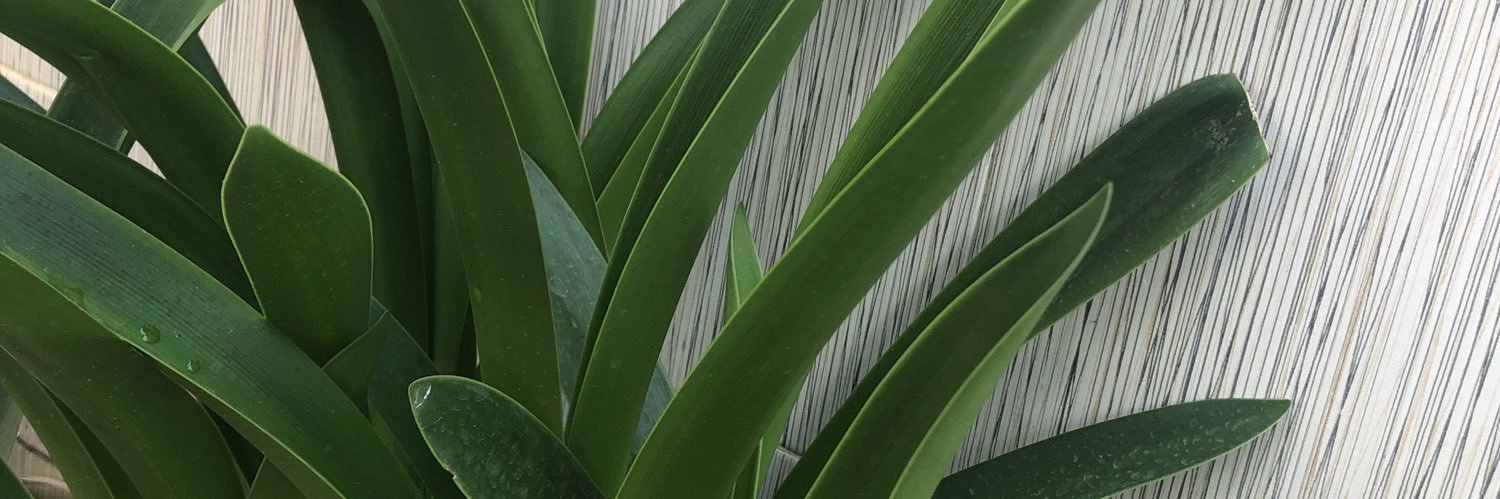 Lady na master banner