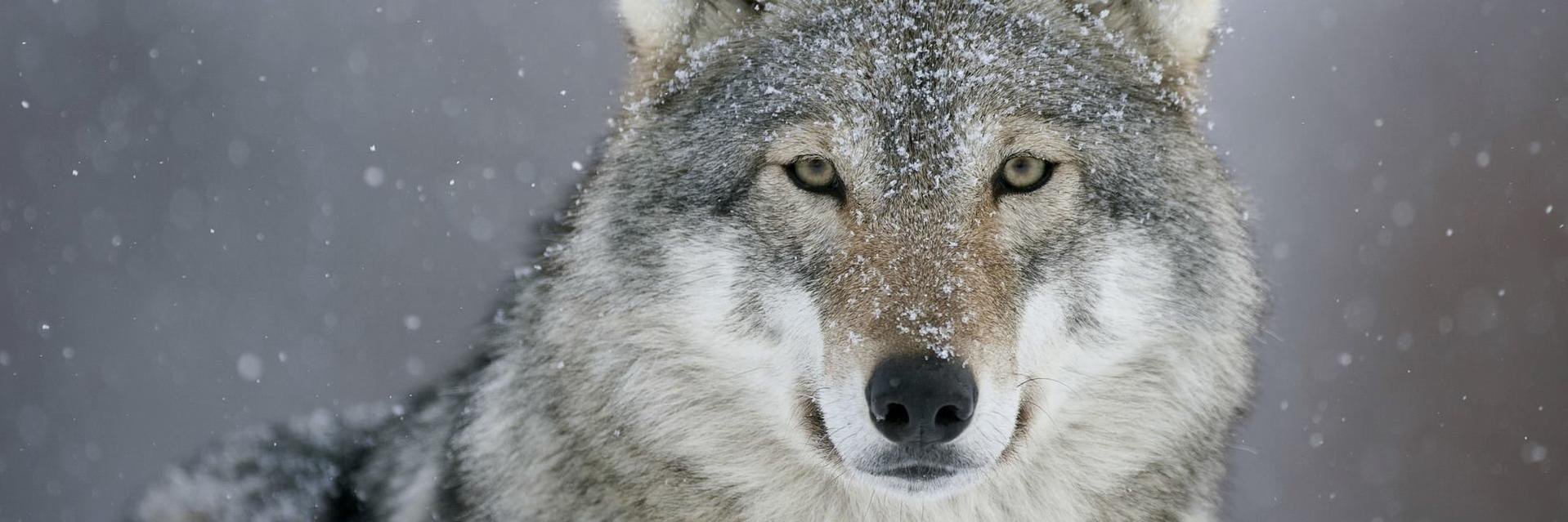 Serge_Kag🐺 banner