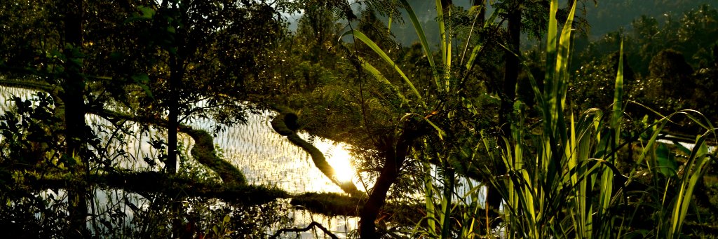 Manon Descoubès banner