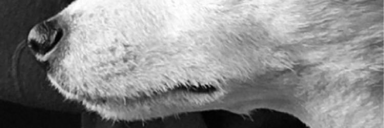 ChristopheDechavanne perso banner