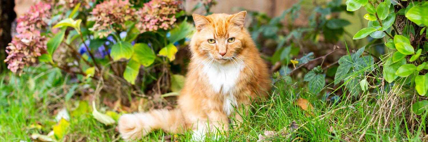 Warrington Cat Centre's banner