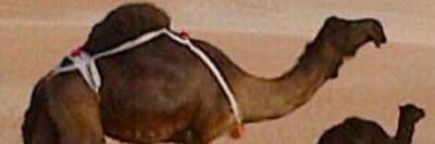 areebalsas7's profile banner image