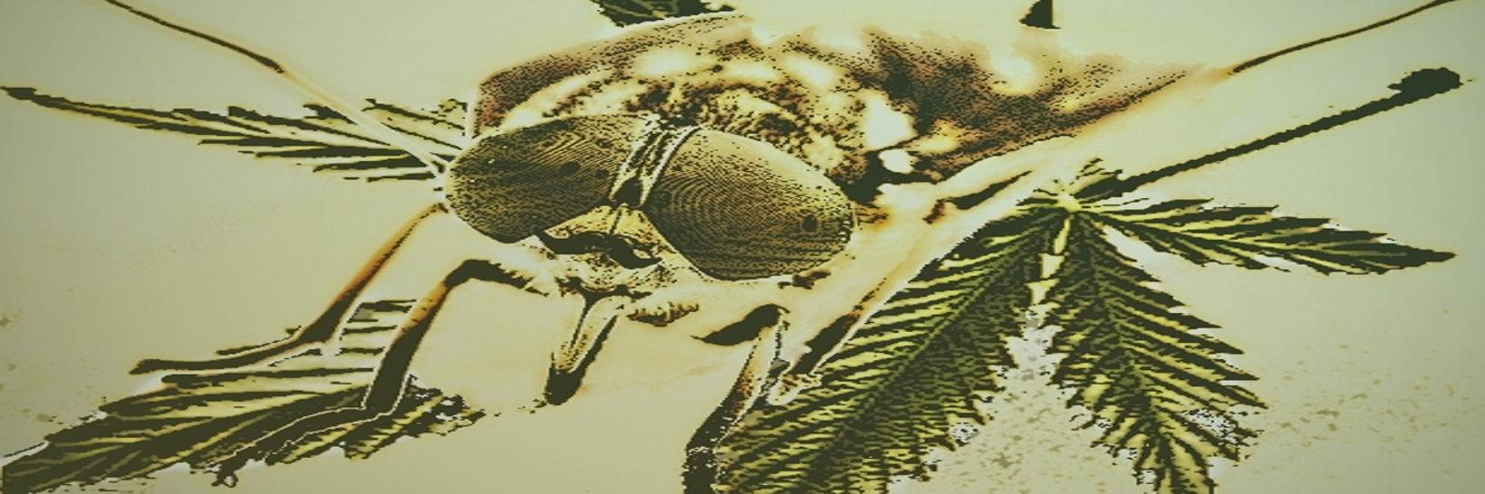 GanjaGadfly's profile banner image