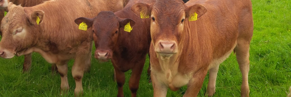 Conor Geraghty banner