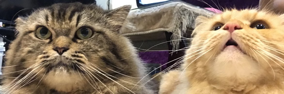 cateyypurry's profile banner image