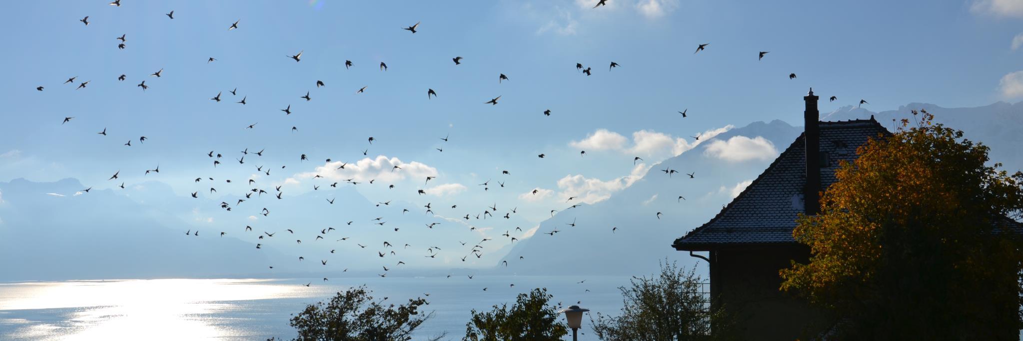 Florian Laurent banner