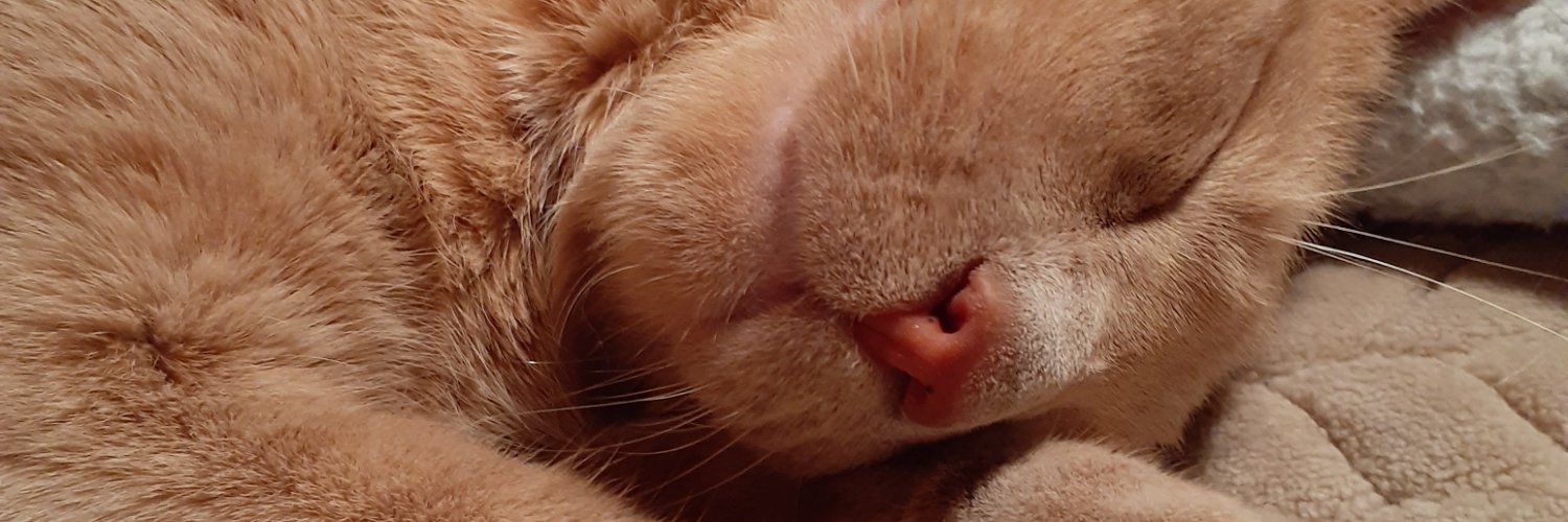 🩷 𝑪𝒉𝒂𝒓𝒍𝒚 𝑩𝒂𝒍𝒕𝒊𝒎𝒐𝒓𝒆 🧡 banner