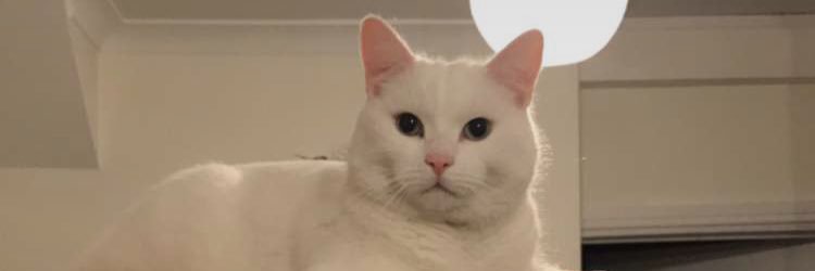 LukeMechen's profile banner image