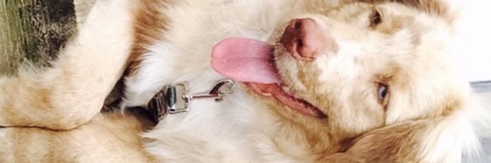 PerezNoble's profile banner image