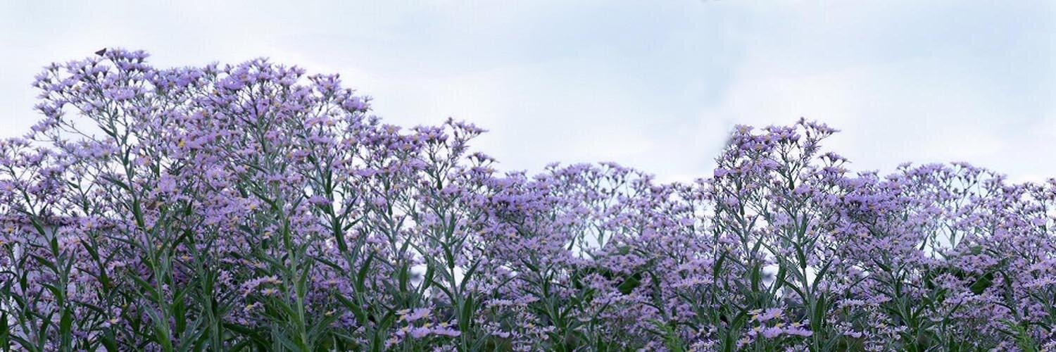 purple_aster's profile banner image