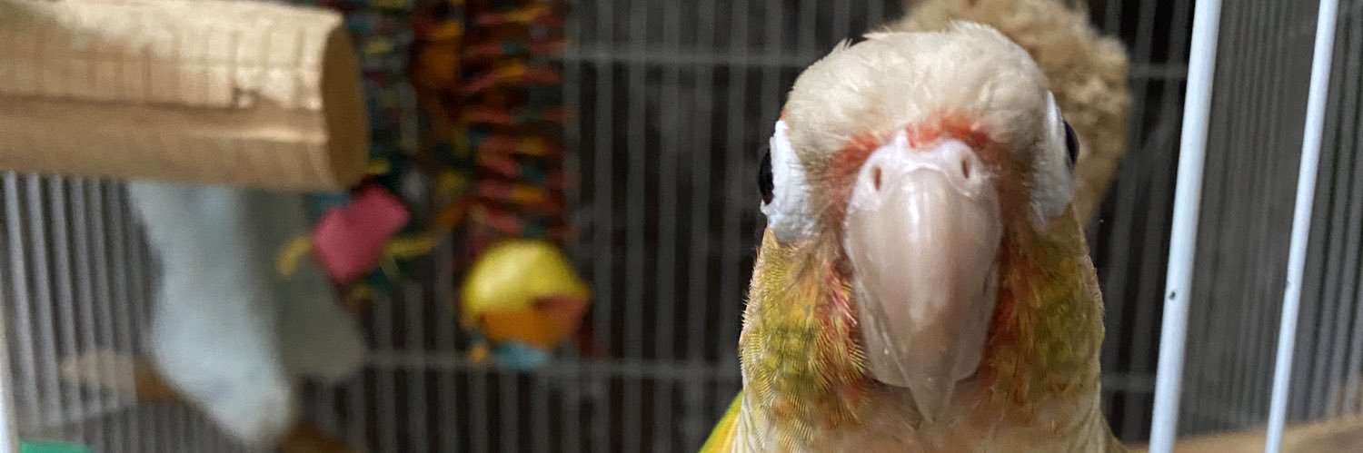 すみこ🐥 banner