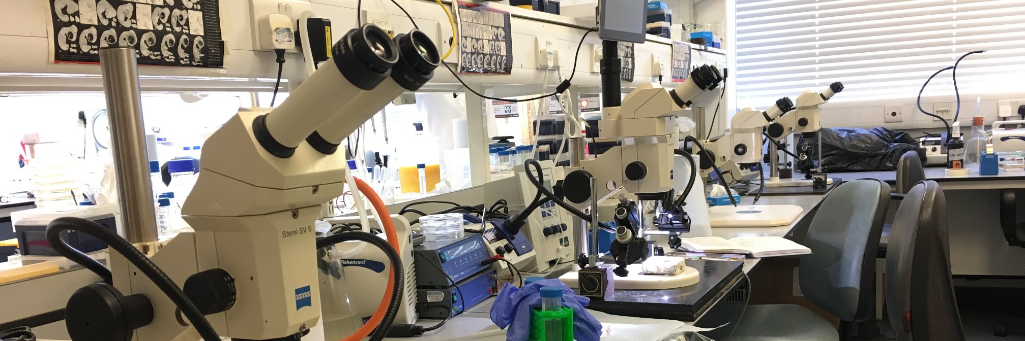 Münsterberg Lab banner