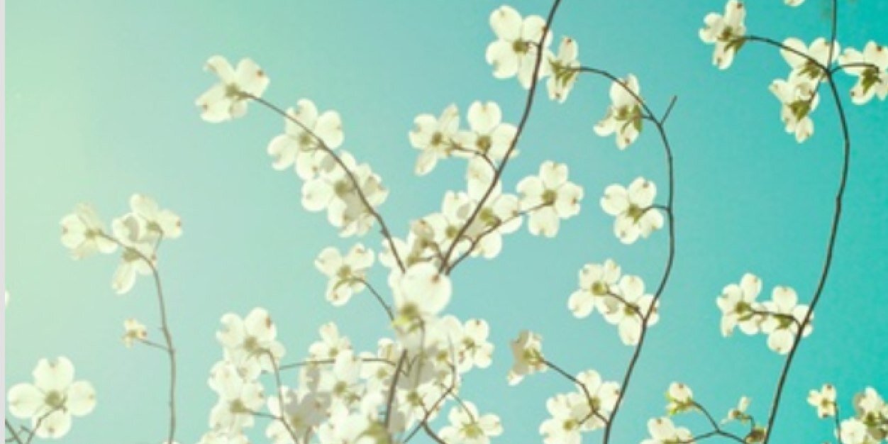 JuliaVeihdeffer's profile banner image