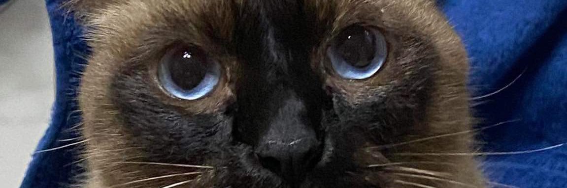 tolensjay's profile banner image