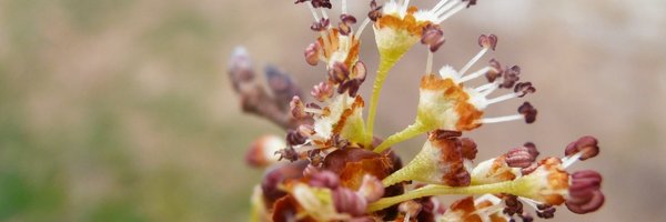PBudBurst Profile Banner