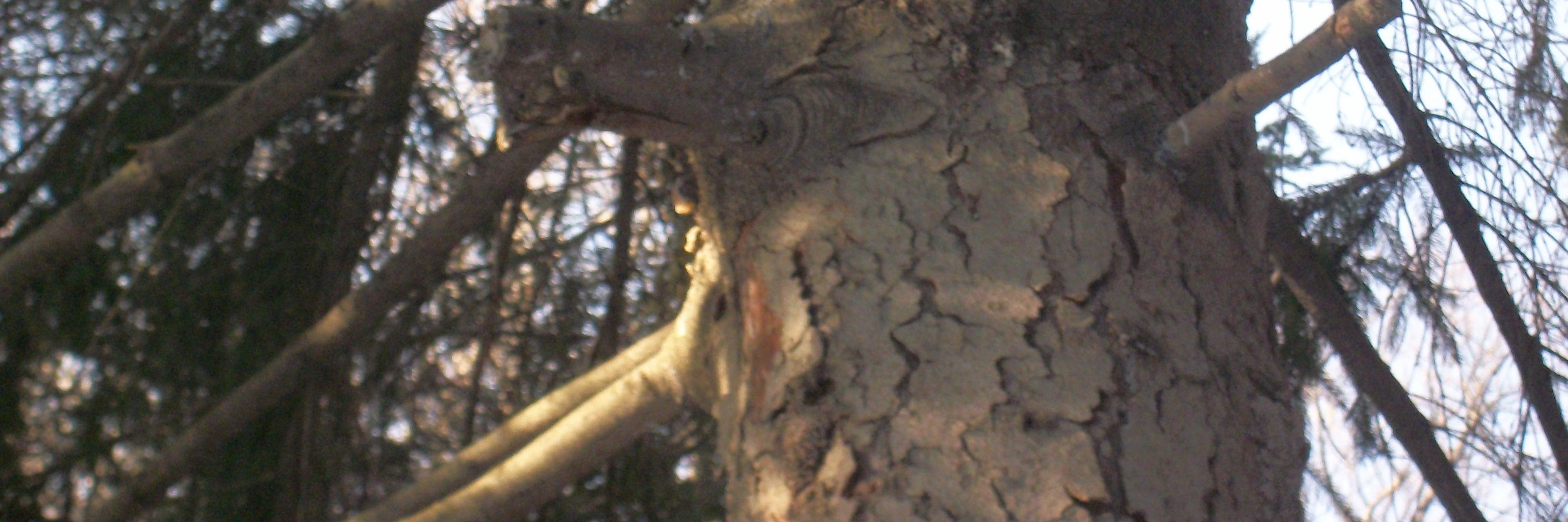 MaiasauraWH's profile banner image