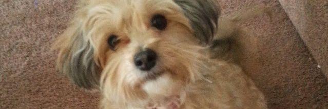 LinneaAngulo's profile banner image