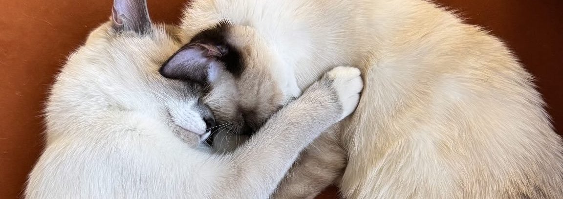 jade00t's profile banner image