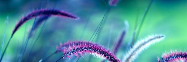 weidu Profile Banner