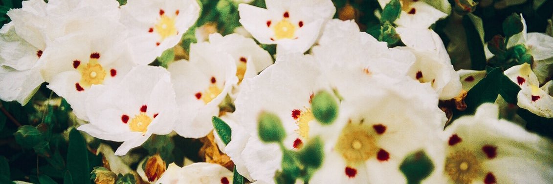 AliceKentfield's profile banner image
