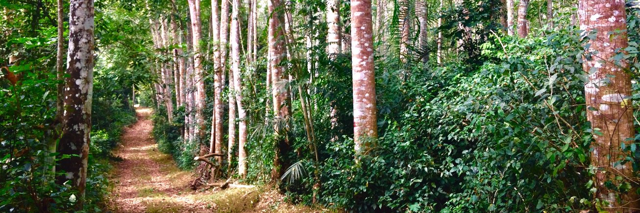 Portal_Forests's profile banner image