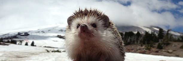 Sharp_Hedgehog's profile banner image