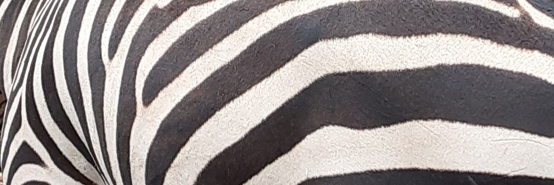 R_Can2's profile banner image