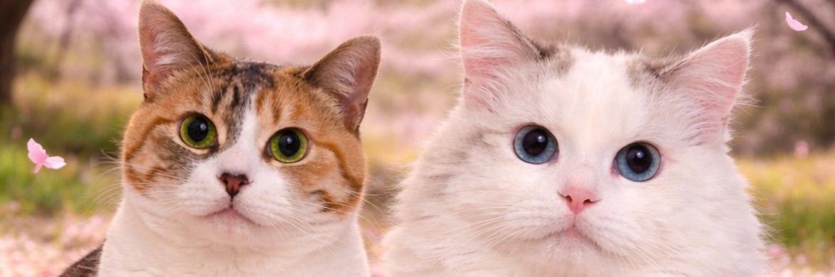 Iichan0621's profile banner image