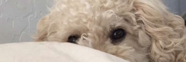 theleobear's profile banner image