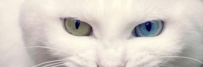 AzadBozkurt's profile banner image